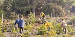 Arrancó el raleo de pinos exóticos en Villa Pehuenia Moquehue: la comunidad trabaja por su bosque nativo